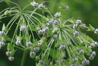 Asclepias exaltata- Poke Milkweed