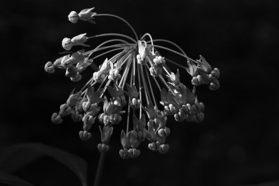 Asclepias exaltata- Poke Milkweed