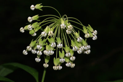 Asclepias exaltata- Poke Milkweed