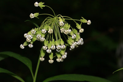 Asclepias exaltata- Poke Milkweed