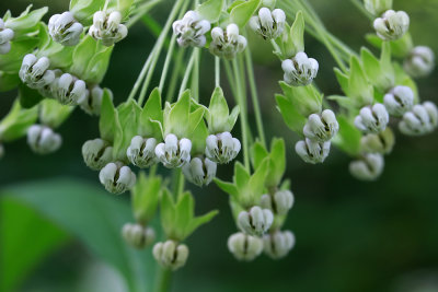 Asclepias exaltata- Poke Milkweed