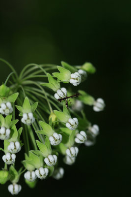 Asclepias exaltata- Poke Milkweed