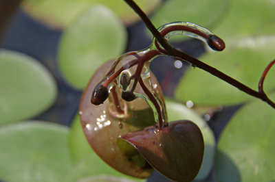 Brasenia schreberi- Water Shield