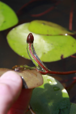 Brasenia schreberi- Water Shield