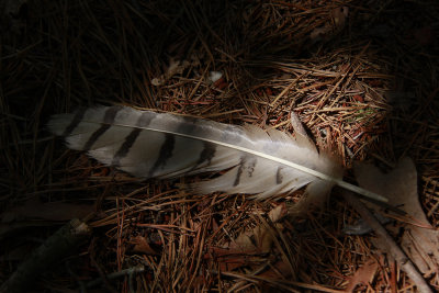 Great-horned Owl feather