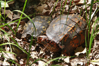 Box Turtles