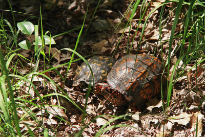 Box Turtles