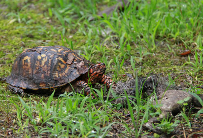 Male Box Turtle eating dead animal