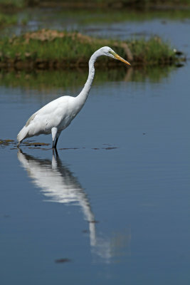 Great Egret