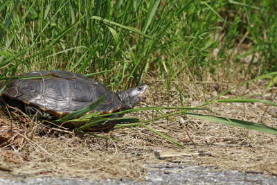 Diamondback Terrapin