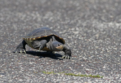 Diamondback Terrapin