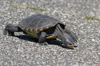 Diamondback Terrapin