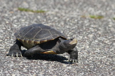 Diamondback Terrapin