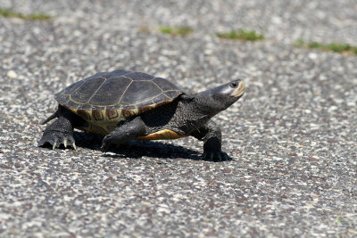 Diamondback Terrapin