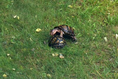 Box Turtles mating