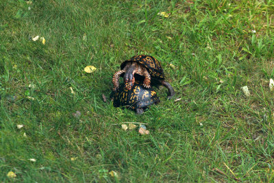 Box Turtles mating
