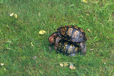 Box Turtles mating