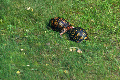 Box Turtles mating