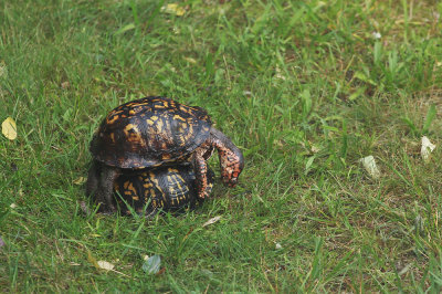 Box Turtles mating
