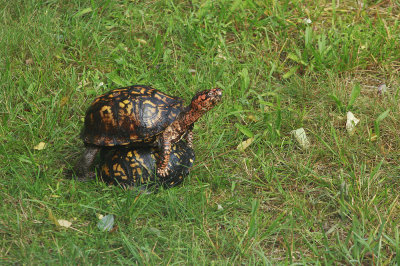Box Turtles mating