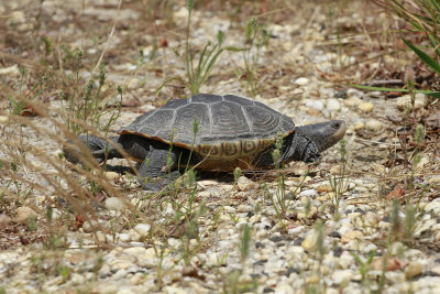 Diamondback Terrapin