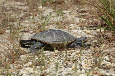 Diamondback Terrapin