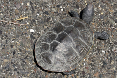 Diamondback Terrapin