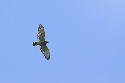 Broad-winged Hawk