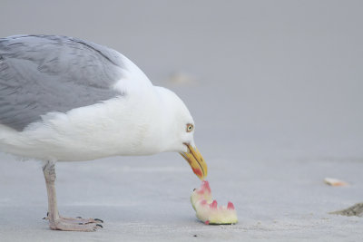 Herring Gull with watermelon