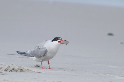 Common Tern