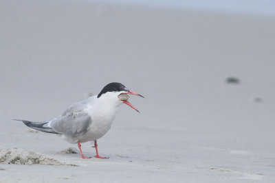 Common Tern