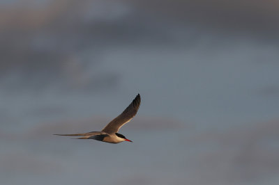 Common Tern