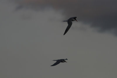 Common Tern