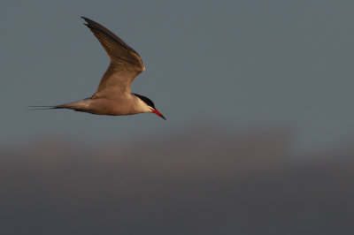 Common Tern