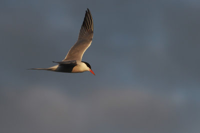 Common Tern