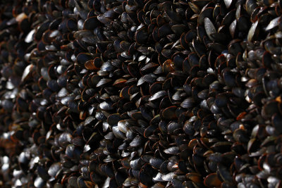 Mussels