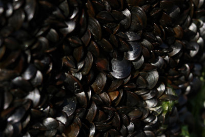 Mussels