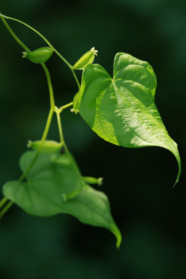 Dioscorea villosa- Wild Yam