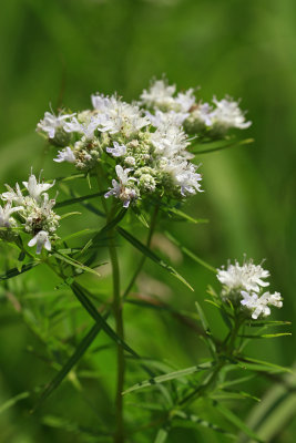 Pycnanthemum sp.