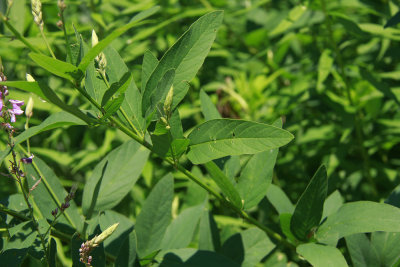 Desmodium canadense- Showy Tick Trefoil