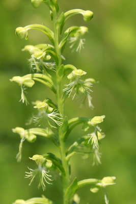 Platanthera lacera- Ragged Fringed Orchid