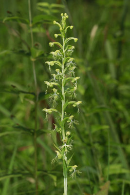 Platanthera lacera- Ragged Fringed Orchid