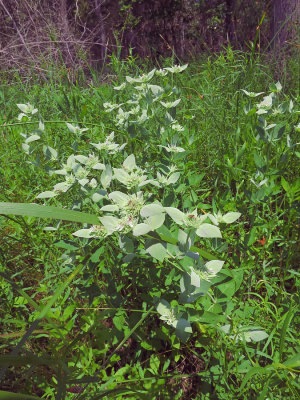 Pycnanthemum setosum- Awned Mountain Mint