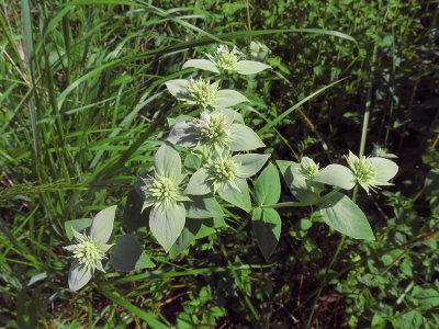 Pycnanthemum setosum- Awned Mountain Mint