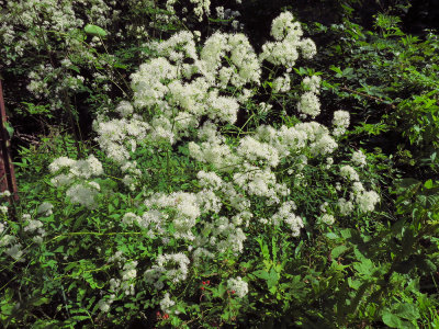 Thalictrum pubescens- Meadow Rue