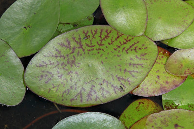 Brasenia schreberi- Water Shield