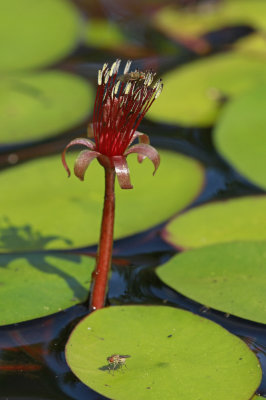 Brasenia schreberi- Water Shield