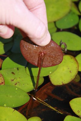 Brasenia schreberi- Water Shield