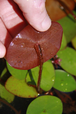 Brasenia schreberi- Water Shield