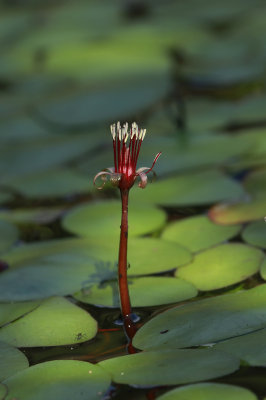 Brasenia schreberi- Water Shield